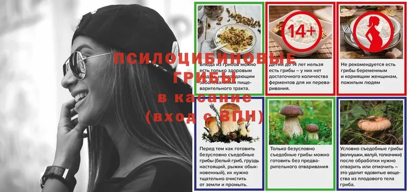 Галлюциногенные грибы Psilocybine cubensis  где можно купить   блэк спрут   Балтийск 